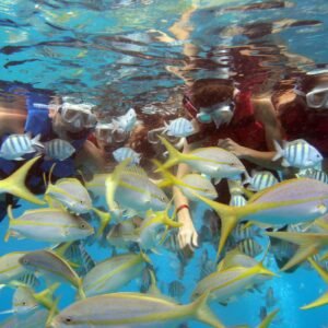 Snorkel Adult